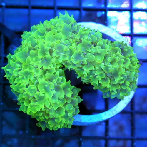 4.5x4 PEARL BUBBLE CORAL - LEMON LIME YELLOW AND PURPLE PEARL BUBBLE CORAL
