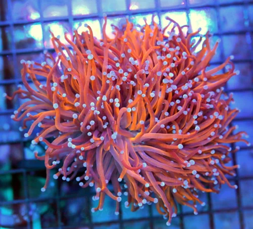 6x6 XXL TORCH CORAL - HANDPICKED SHOWPIECE 24K GOLD TORCH CORAL