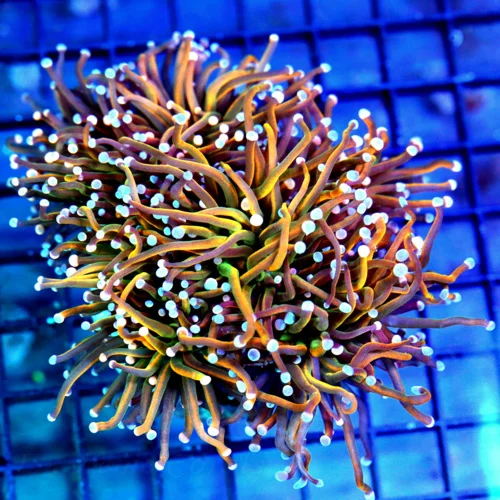 6x5.5 HUGE XXL COMBO TORCH CORAL - ULTRA GRADE COMBO BANANA / HOLY GUACAMOLE TORCH CORAL