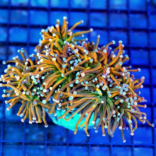 6x5.5 HUGE XXL COMBO TORCH CORAL - ULTRA GRADE COMBO BANANA / HOLY GUACAMOLE TORCH CORAL