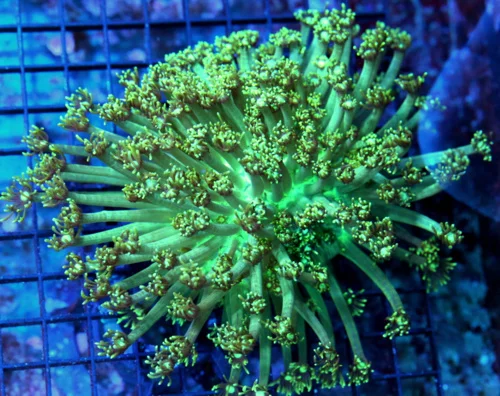 7x7 GONIOPORA CORAL - VERY VERY PRETTY LEMON LIME GREEN XL GONIOPORA CORAL