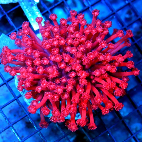 5.5x5.5 GONIOPORA CORAL - OUT OF THIS WORLD HANDPICKED BALI CULTURED FIRECRACKER RED GONIOPORA
