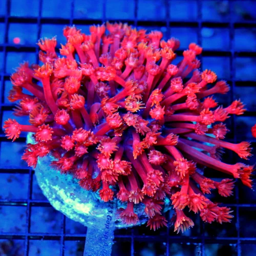 5.5x5 GONIOPORA CORAL - OUT OF THIS WORLD HANDPICKED BALI CULTURED FIRECRACKER RED GONIOPORA