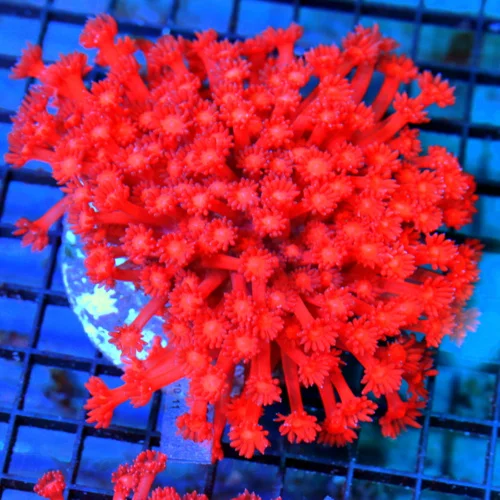 5.5x5.5 GONIOPORA CORAL - OUT OF THIS WORLD HANDPICKED BALI CULTURED FIRECRACKER RED GONIOPORA