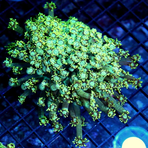 6x6 GONIOPORA CORAL - BLUE JEWELED EYED GREEN GONIOPORA CORAL