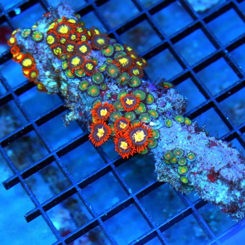 5 ZOANTHID MIX CORAL COLONY - MULTICOLORED MIXED ZOANTHID CORAL COLONY ROCK