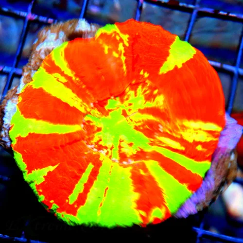 3.75 SCOLYMIA - OUT OF THIS WORLD VERY VERY BRIGHT REVERSE BLEEDING APPLE SCOLYMIA CORAL