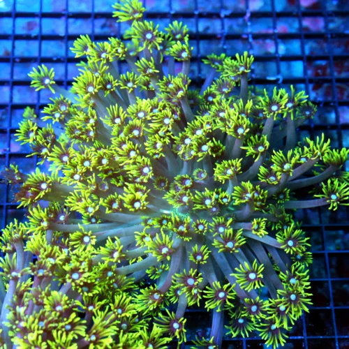 WYSIWYG 10X10 GIANT WHITE ALIEN EYED ULTRA COLORED SHOWPIECE INDO GONIOPORA-THIS IS AWESOME!! live coral for sale - Extreme Corals