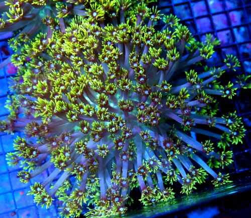 WYSIWYG 10X10 GIANT WHITE ALIEN EYED ULTRA COLORED SHOWPIECE INDO GONIOPORA-THIS IS AWESOME!! live coral for sale - Extreme Corals