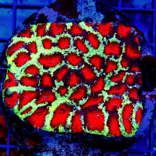 WYSIWYG 4X4 SUPER ULTRA COLORED GLOWING REED ALIEN EYED SUPER SHOW INDO FAVAI-SPECTACULAR COLOR live coral for sale - Extreme Corals