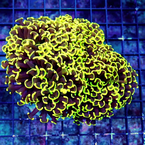 WYSIWYG 6X5 XXL ULTRA GRADE AUSTRALIAN SUPER COLORED HAMMER CORAL-I LOVE THIS SPECIMEN-COLOR IS AWESOME!! live coral for sale - Extreme Corals