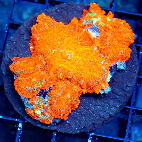 WYSIWYG 4X4 ULTRA ULTRA NEON ORANGE RHODACTIS MUSHROOM COLONY-THESE ARE VERY INTENSE!! live coral for sale - Extreme Corals