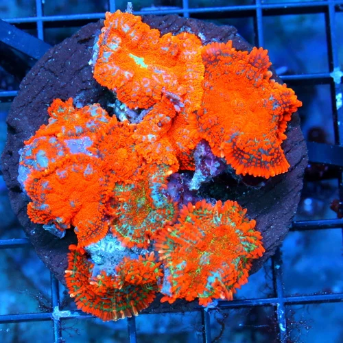 WYSIWYG 4X4 ULTRA ULTRA NEON ORANGE RHODACTIS MUSHROOM COLONY-FULLY COVEREDE SHOWPIECE live coral for sale - Extreme Corals