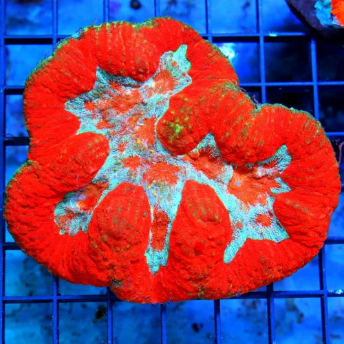 WYSIWYG 5.5X4.5 XL GLOW IN THE DARK NEON CHEERRY BOMB RED BLUE CENTERED ULTRA COLORED SHOWPIECE LOBOPHYLLIA live coral for sale - Extreme Corals