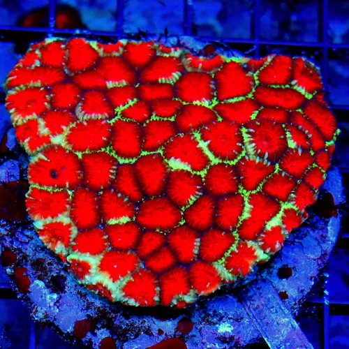 WYSIWYG 4.5X4.5 INCREIBLE DOUBLE REVERSE ULTRA RED ALIEN EYD CHRISTMAS FAVIA-VERY VERY RARE COLOR live coral for sale - Extreme Corals