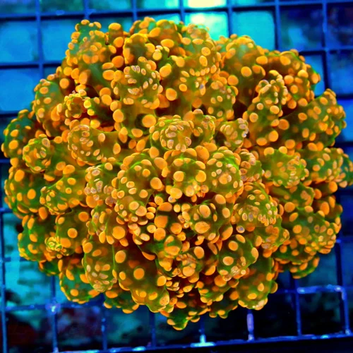 WYSIWYG 5.5X5.5 XL SCOTT'S PICK OF THE WEEK-I ABSOLUTELY LOOOOVE THIS OCTOSPAWN COLOR IS SUPERIOR TO ANY I H live coral for sale - Extreme Corals