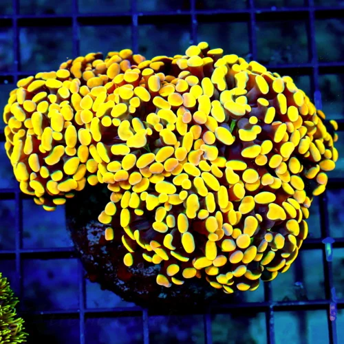 WYSIWYG 5.5X5.5 XXL ULTRA ORANGE BRANCHING AUSSIE HAMMER-THIS ONE COLOR IS AS GOOD AS YOU WILL EVER SEE!!! live coral for sale - Extreme Corals