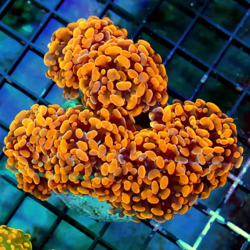 WYSIWYG 5.5X5.5 SUPER SUPER DARK NEON ORANGE-BAD TO THE BONE BRANCHING ORANGE HAMMER!! live coral for sale - Extreme Corals