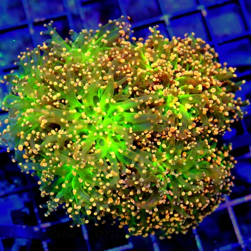 WYSIWYG 5.5X5 EXTREMELY SPECIAL EXTREMELY RARE COLORED SUPER GLOWING LIME GREEN ULTRA ULTRA ORANGE TIPPED OC live coral for sale - Extreme Corals