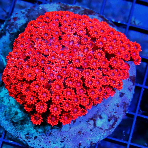 WYSIWYG 4.5X4.5 FIREENGINE RED CHERRY BOMB INDO ULTRA GRADE GONIOPORA-INCREDIBLE!! live coral for sale - Extreme Corals