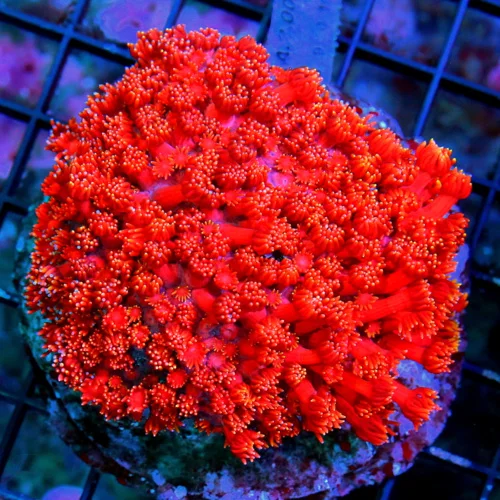 WYSIWYG 4.5X4.5 SUPER SUPER ULTRA RED INDO SHOWPIECE RED GONIOPORA-MY FAVORITE THIS MONTH!! live coral for sale - Extreme Corals
