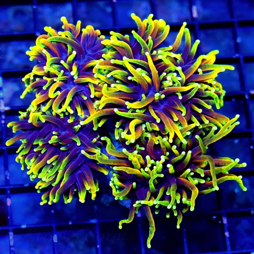 WYSIWYG 5.5X5.5 XXL CENTERPIECE OF ANYONES TANK GIANT ULTRA GRADE INDO DRAGON SLAYER ULTRA TORCH-COLLECTORS live coral for sale - Extreme Corals