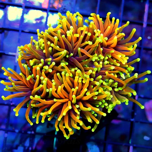 WYSIWYG 5.5X5.5 HANDPICKED BY SCOTT 24k MORPH SUPER SUPER ULTRA GRADE CENTERPIECE XXL ULTIMATE INDO TORCH-WO live coral for sale - Extreme Corals