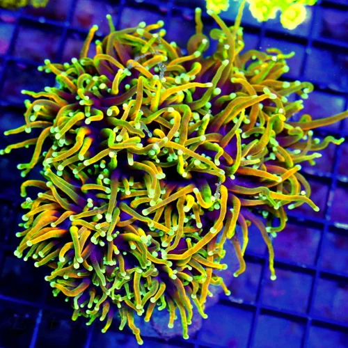 WYSIWYG 6X5 GIANT ULTRA GRADE ULTRA COLORED HELLFIRE INDO TORCH-THIS IS VERY SPECIAL SHOWPIECE GIANT SPECIME live coral for sale - Extreme Corals
