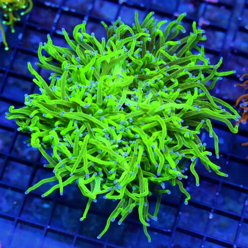 WYSIWYG 6 6 XXL SUPER SUPER NEON GREEN SUPER BLUE TIPPED ULTRA COLORED HUGE CENTERPIECE ULTRA TORCH live coral for sale - Extreme Corals