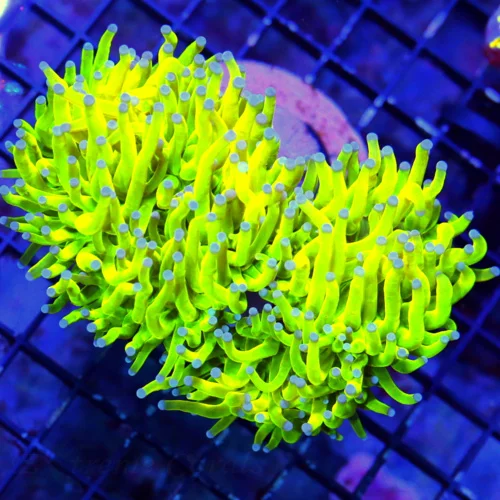 WYSIWYG 5.5X4 INCREDIBLY RARE HANDPICKED "Kalimantine Ultra collectors itme" TORCH-HOLY GRAIL SPECIMEN!!!! live coral for sale - Extreme Corals