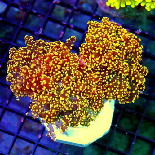 WYSIWYG 5.5X5 ULTRA GRADE BRANCHING SUPER COLORED NEON NEON ORANGE BRANCHING OCTOSPAWN-COLOR IS INCREDIBLE!! live coral for sale - Extreme Corals