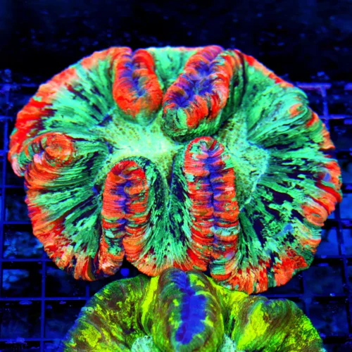 WYSIWYG 5.5x5.5 XL ULTRA WELLSOPHYLLIA-ULTRA COLORED RAINBOW INDO XL WELLSOPHYLLIA-INCREDIBLE COLOR!! live coral for sale - Extreme Corals