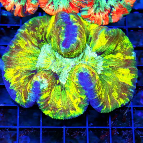 WYSIWYG 5x5 CRAZY COLORED ULTRA GRADE LARGE INDO WELLSOPHYLLIA-I LOVE THE YELLOW IN THIS ONE!! live coral for sale - Extreme Corals