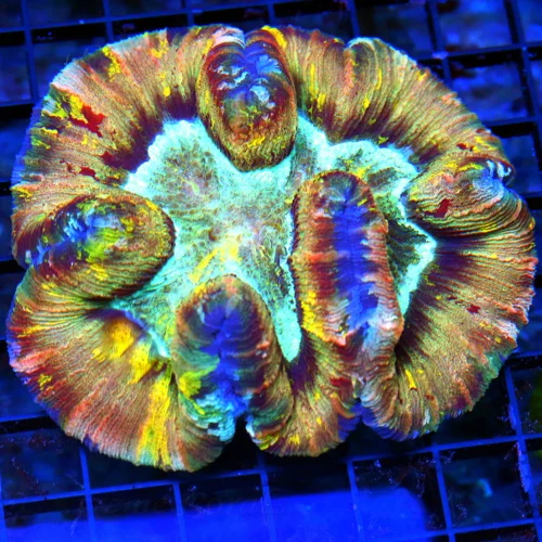 WYSIWYG 5X5 XL ULTRA WELLSOPHYLLIA-ULTRA COLORED RAINBOW INDO XL WELLSOPHYLLIA-INCREDIBLE RAINBOW COLOR!! live coral for sale - Extreme Corals