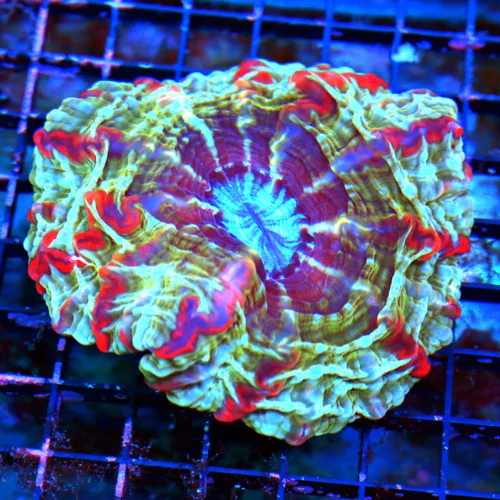 WYSIWYG 5X5 XL SUPER COLORED MASTER INDOPHYLLIA HANDPICKED BY SCOTT-AWESOME COLOR!!! live coral for sale at Extreme Corals