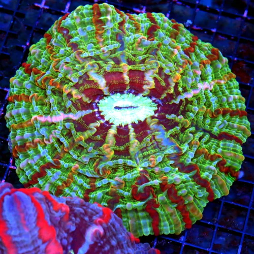 WYSIWYG 7x7 XXL MASTER INDOPHYLLIA-SCOTT'S HANDPICKED ULTRA COLORED COLLECTORS ITEM COLOR INDOPHYLLIA-INCR live coral for sale - Extreme Corals