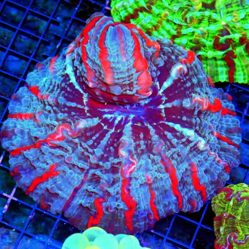 WYSIWYG 7x7 XXL MASTER INDOPHYLLIA-SCOTT'S HANDPICKED ULTRA COLORED COLLECTORS ITEM COLOR INDOPHYLLIA-INCR live coral for sale at Extreme Corals