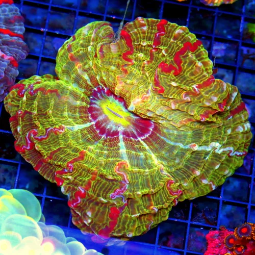 WYSIWYG 8x7 SUPER COLORED MASTER INDOPHYLLIA HANDPICKED BY SCOTT-GIANT CENTERPIECE AMZING COLOR!! live coral for sale - Extreme Corals