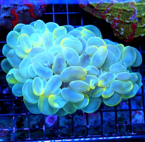 WYSIWYG 6.5X5 XXL CENTERPIECE EXTREMELY RARE MULTICOLORED BLUE AND YELLOW SHOWPIECE BUBBLE CORAL-INCREDIBLE live coral for sale - Extreme Corals