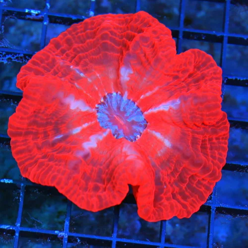 WYSIWYG 5X5 XL CHERRY BOMG CYNARINA-ULTRA ULTRA FIREENGINE RED ULTRA GRADE INDO XL CYNARINA live coral for sale - Extreme Corals