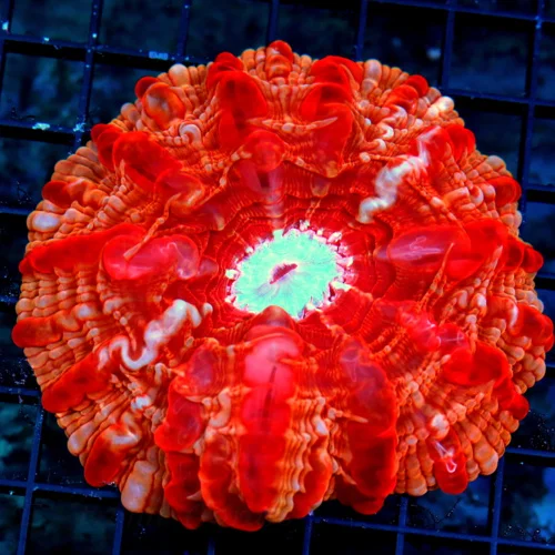 WYSIWYG 5X5 SCOTT'S HANDPICKED ORANGE STRIPE VERY HARD TO GET GLOWING NEON CHERRY BOMB RED CYNARINA-BEAUTIFU live coral for sale at Extreme Corals
