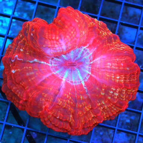 WYSIWYG 5.5X5 SUPER CHERRY BOMB RED COLLECTOR COLOR VERY VERY INTENSE BLUE EYED CYNARINA live coral for sale - Extreme Corals