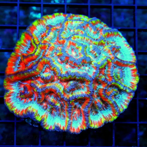 WYSIWYG 4.5X4.5  SYMPHYLLIA WILSONI-SCOTT'S HANDPICKED SHOWPIECE ULTRA ULTRA COLORED SUPER SUPER RARE WILSON live coral for sale - Extreme Corals