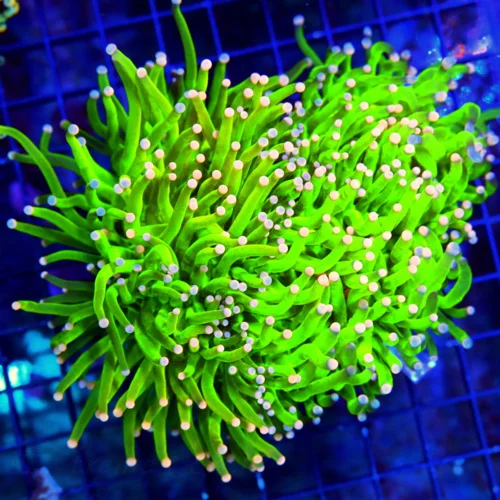 WYSIWYG 6.5X5 XXL GIANT TOXIC GREEN COTTON CANDY TORCH-VERY VERY SPECIAL PINK TIPPED ULTRA GRADE INDO TORCH live coral for sale at Extreme Corals