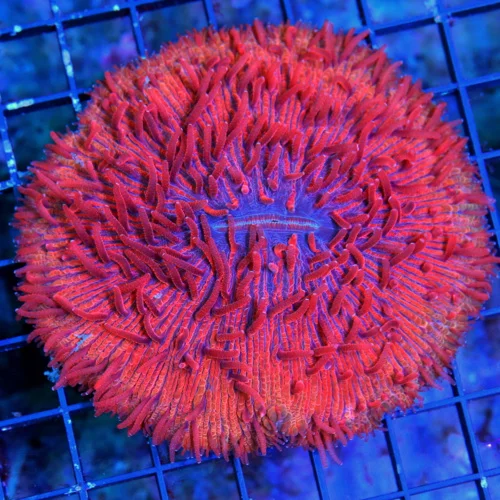 WYSIWYG 4.5X4.5 SCOTT'S PICK OF THE MONTH PEE IN YOUR PANTS AWESOME SUPER MULITCOLORED RED COLLECTORS ITEM live coral for sale - Extreme Corals