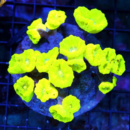 WYSIWYG 4.5x4.5 CANDY CANE CORAL - ULTRA COLORED "KRYPTONITE" CANDY CANE CORAL live coral for sale - Extreme Corals