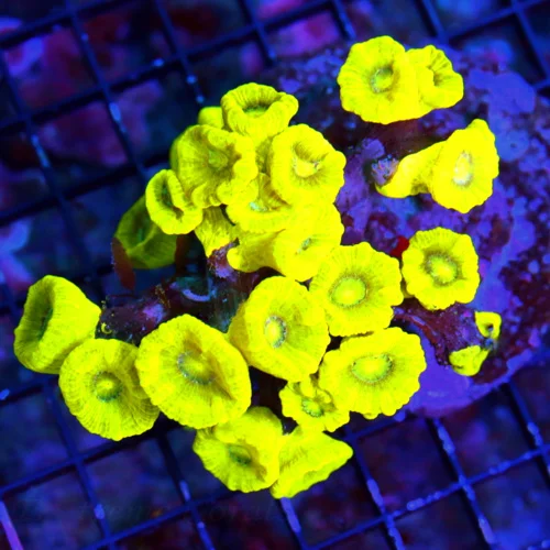 WYSIWYG 5x4 CANDY CANE CORAL - ULTRA COLORED "KRYPTONITE" CANDY CANE CORAL live coral for sale - Extreme Corals