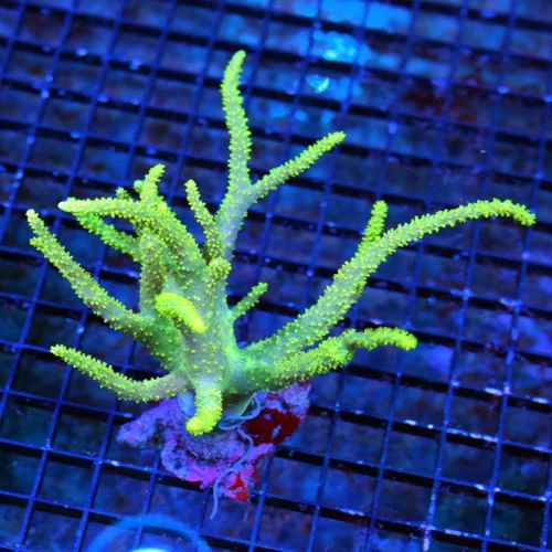 WYSIWYG 6x6 SUPER LEMON LIME YELLOW ULTRA COLORED XL SPAGHETTI SINULARIA LEATHER-AWESOME! live coral for sale - Extreme Corals
