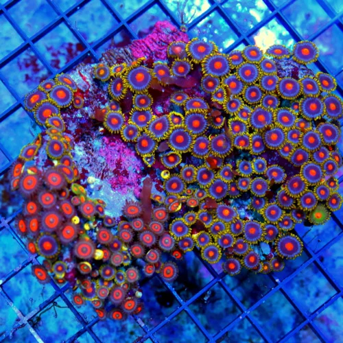 WYSIWYG 5.5X5 ULTRA ULTRA ZOANTHID-HANDPICKED BY SCOTT HAPPY FAMILY COMBO ULTRA INDO ZOOS live coral for sale - Extreme Corals