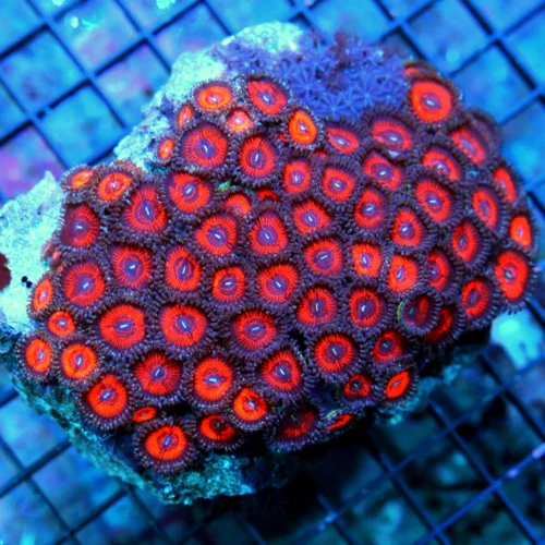 WYSIWYG 5.5X4.5 SUPER COLORED KED RED ULTRA GRADE INDO ZOANTHID COLONY-AWESOME COLOR live coral for sale - Extreme Corals